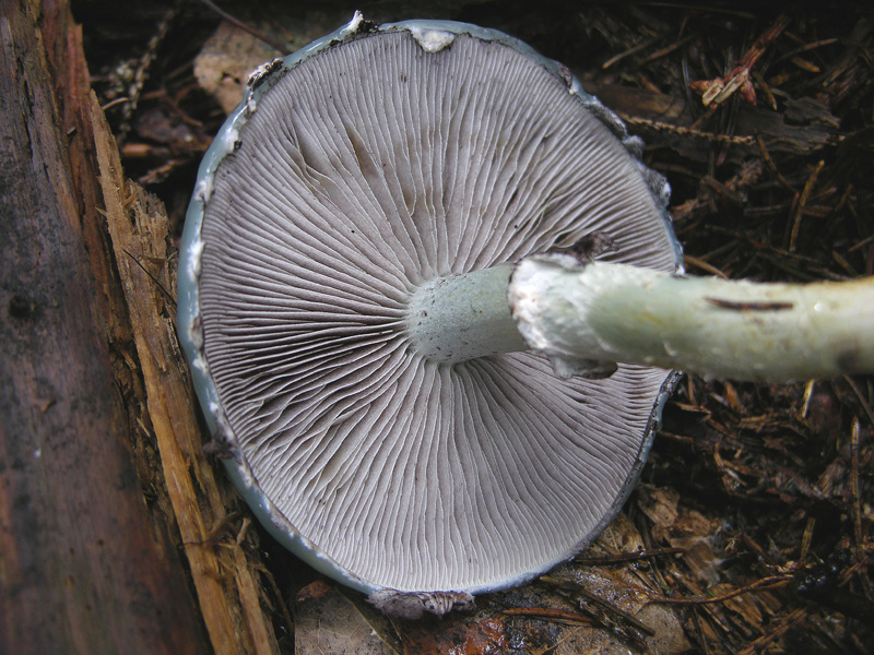 Stropharia aeruginosa